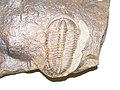Trilobit Conocoryphe, Mittelkambrium, Tschechien