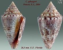 Conus pfluegeri 1.jpg