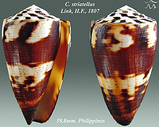 <i>Conus striatellus</i> Species of sea snail