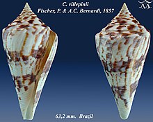 Conus villepinii 1.jpg