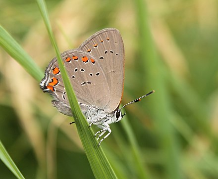 A coral hairstreak (Satyrium titus) resting on a clump of grass. The larvae will feed upon species in the family Rosaceae, including cherry (Prunus serotina)[16]
