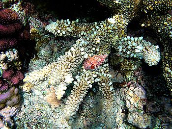 corals. The picture was taken in Papua New Guinea