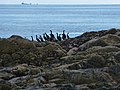 Cormorants or shags at Scotstown Head - geograph.org.uk - 2560293.jpg