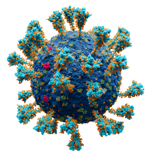 File:Coronavirus. SARS-CoV-2.png