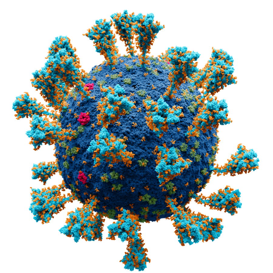 900px-Coronavirus._SARS-CoV-2.png