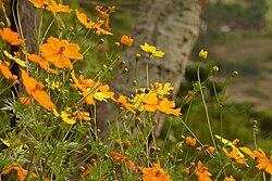 Correo - Cadillo (Cosmos sulphureus) (15183920495).jpg