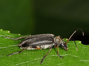 Cortodera femorata (Cerambycidae) (10797479274) .jpg