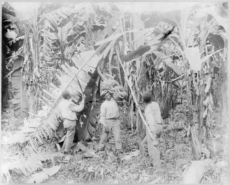 File:Costa Rica - workers cutting bananas from trees LCCN2001705565.jpg