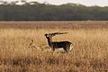 L'antilope cervicapra (Blackbuck in inglese), il simbolo del parco