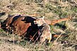 Coyote - Dead Elk (4634125254).jpg