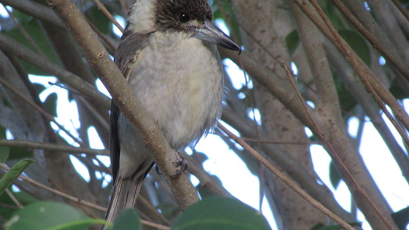 File:Cracticus torquatus, Canungra, Queensland.jpg