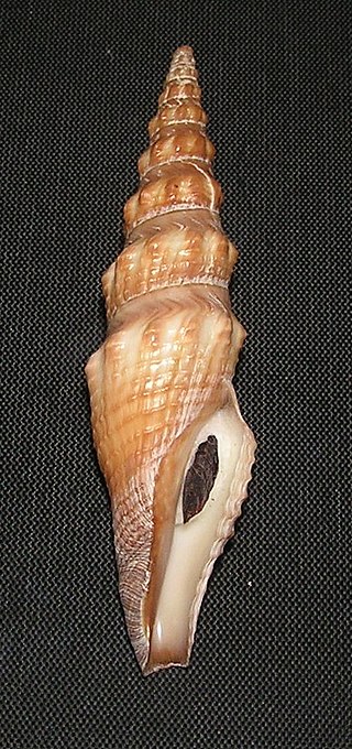 <i>Crassispira maura</i> Species of gastropod