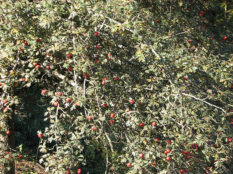 File:Crataegus orientalis fruit e PG.jpg