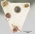 Miniatuur voor Bestand:Crematogaster inops casent0101771 dorsal 1.jpg