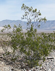 Large creosote bush, Death Valley Creosote-bush Larrea tridentata.jpg
