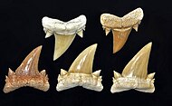 Fossilized teeth of the Cretaceous-Eocene shark Serratolamna Cretoxyrhinidae - Serratolamns gasfana cropped.jpg