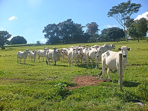 Estado De Paraná: Toponimia, Historia, Geografía