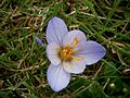 Crocus cancellatus close-up 1.jpg