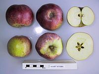 Cross section of Rouget de Born, National Fruit Collection (acc. 1948-778).jpg