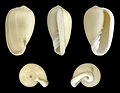 * Nomination Shell of a Blue-grey Marginella, Cryptospira glauca --Llez 07:46, 31 October 2013 (UTC) * Promotion Good quality. --JDP90 12:39, 31 October 2013 (UTC)