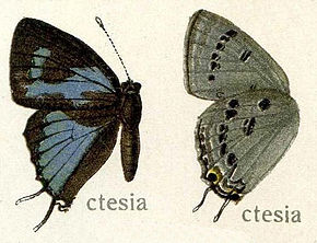 Descrierea imaginii Ctesia87.jpg.