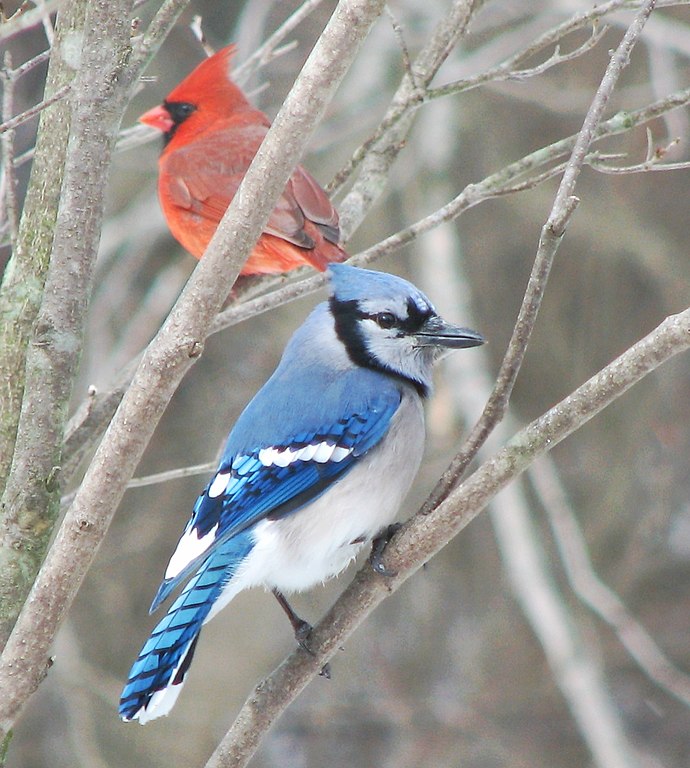 cardinal blue jay