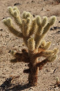 Teddy Bear cholla - Cylindropuntia bigelovii