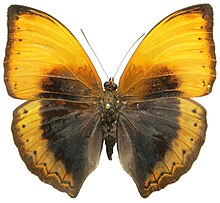 Cymothoe hypatha male - CAR.jpg