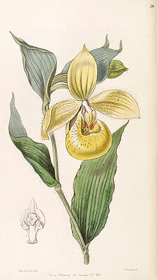 Ботаническая иллюстрация из Edwards's Botanical Register автор: Miss Drake, 1846 год