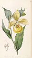 Cypripedium irapeanum - Edwards vol 32 (NS 9) pl 58 (1846).jpg