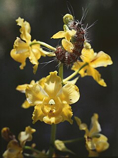 <i>Cyrtopodium cristatum</i> Species of orchid