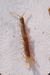 Lithobius microps