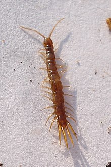 DSC09991 Chiplopoda- Lithobidae- Lithobius microps (3330841877) .jpg