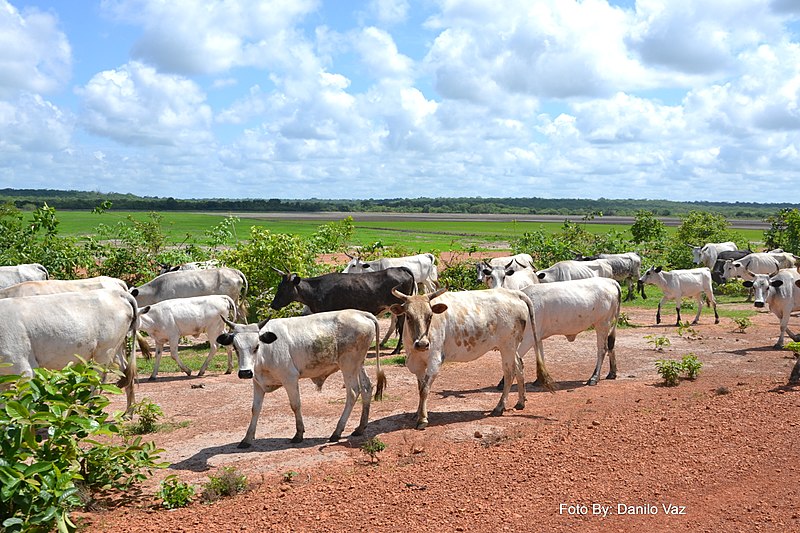 File:DSC 4164 Reserva Agricula Rio Geba, Bafata Guiné-Bissau 09.jpg