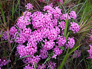 <i>Daphne cneorum</i> Species of shrub