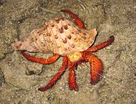 Dardanus megistos at Haemida beach, Iriomote Island, Nhật Bản