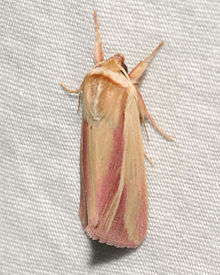 Dargida rubripennis - Қызғылт жолақ Moth.jpg