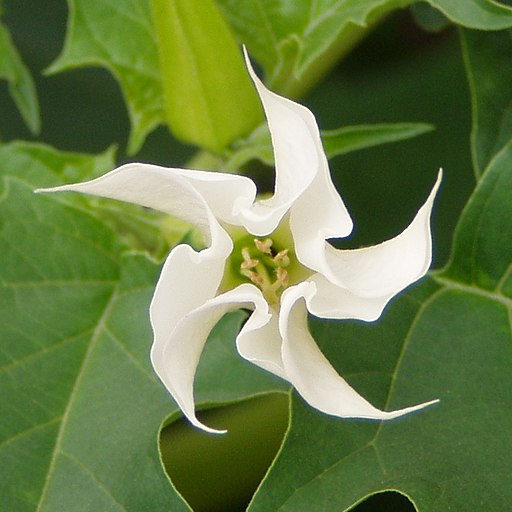 Datura stramonium white flower