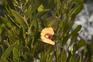 <i>Daviesia alternifolia</i> Species of flowering plant