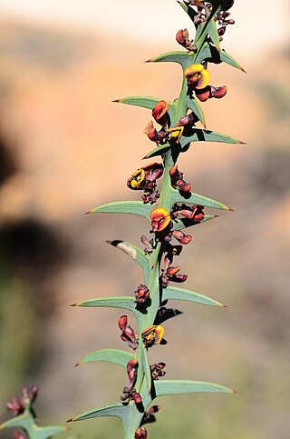 <i>Daviesia pectinata</i> Species of flowering plant