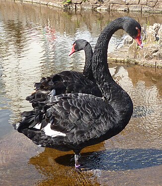 Black Swans in Dawlish