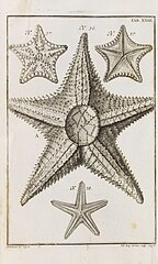 File:De Stellis Marinis XXIII.jpg (Category:Goniaster tessellatus)