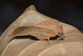 <i>Chorotypus</i> Genus of grasshoppers