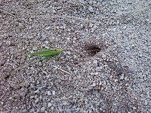 Katydid paralysed by a Sphecid wasp, and left outside the tunnel while the wasp performs a final inspection of the interior. Dead katydid.jpg