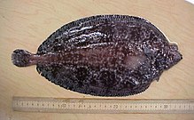 Deepsea sole1.jpg