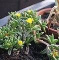 Delosperma spec.