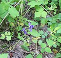 Delphinium tricorne, or dwarf larkspur