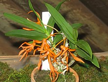 Dendrobium lamyaiae1.jpg