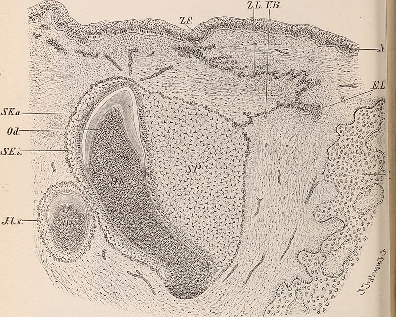 Dental cosmos (1893) (14592546648).jpg