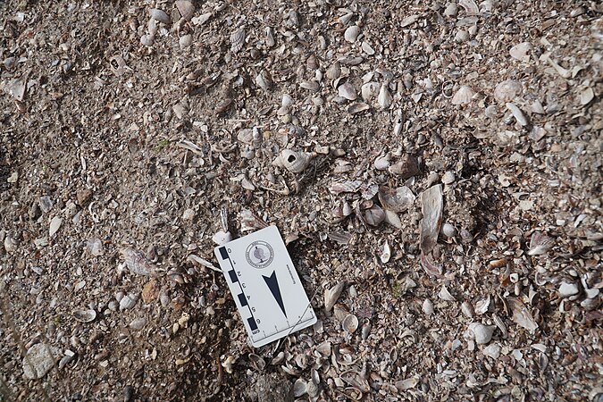 Mollusc death assemblage in the Islote Lobos National Park, Argentina. Photo by Fernando Archuby